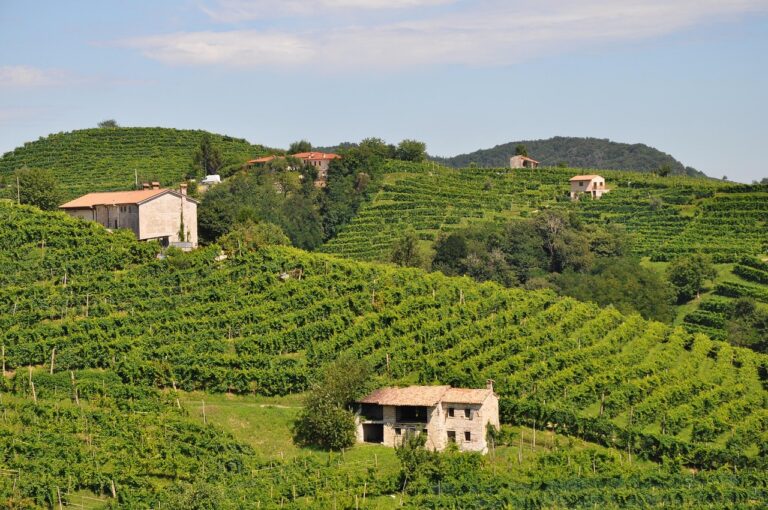 wine, winery, italy, vineyard, prosecco, outdoor, grapevine, country, field, agriculture, vine, green, landscape, nature, farm, prosecco, prosecco, prosecco, prosecco, prosecco