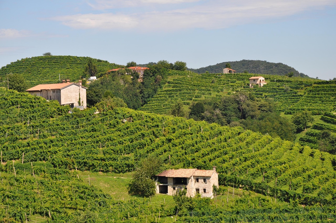 wine, winery, italy, vineyard, prosecco, outdoor, grapevine, country, field, agriculture, vine, green, landscape, nature, farm, prosecco, prosecco, prosecco, prosecco, prosecco