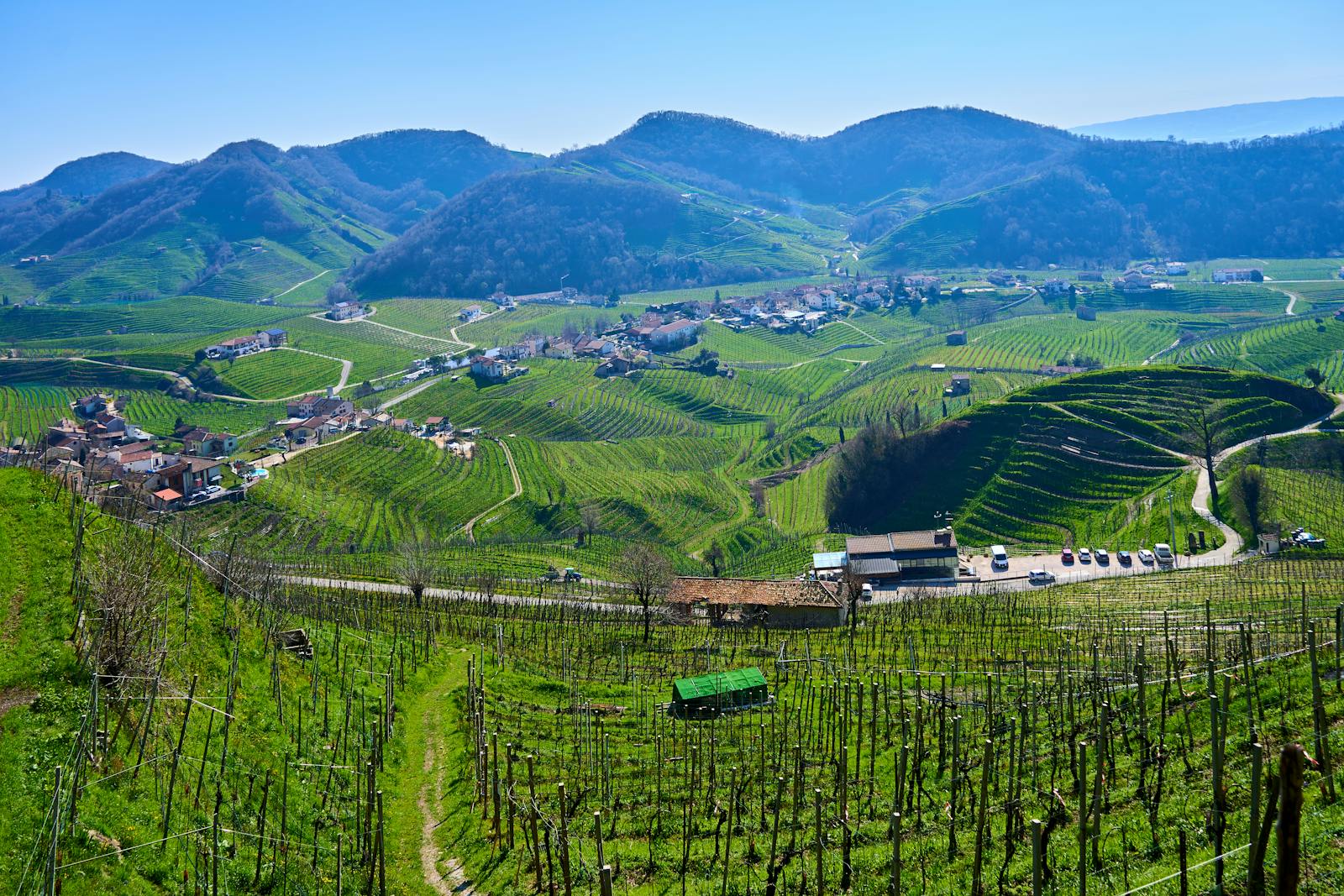 Stunning aerial view of lush vineyards in the Italian countryside.