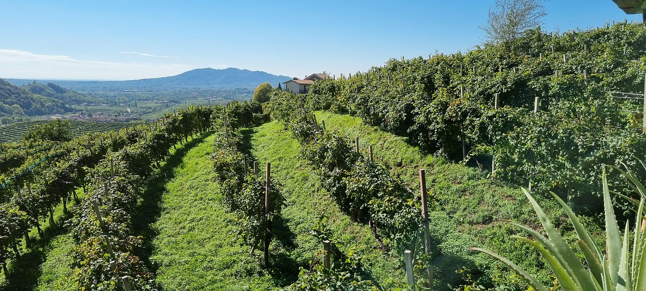 vineyard, hill, countryside, valdobbiadene, italy, grapevines, plantation, winegrowing, viticulture, farm, field, rural, landscape, nature, valdobbiadene, valdobbiadene, valdobbiadene, valdobbiadene, valdobbiadene