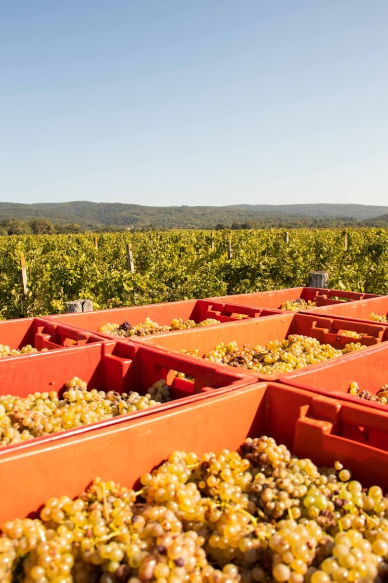 a bunch of grapes that are in some containers